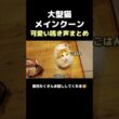 メインクーンの鳴き声 #メインクーン #しゃべる猫 #猫のいる暮らし#cat #mainecoon #catlover​  #catshorts​ #cute​ #cutecat​ #fyp​