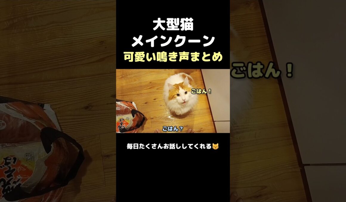 メインクーンの鳴き声 #メインクーン #しゃべる猫 #猫のいる暮らし#cat #mainecoon #catlover​  #catshorts​ #cute​ #cutecat​ #fyp​