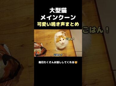 メインクーンの鳴き声 #メインクーン #しゃべる猫 #猫のいる暮らし#cat #mainecoon #catlover​  #catshorts​ #cute​ #cutecat​ #fyp​