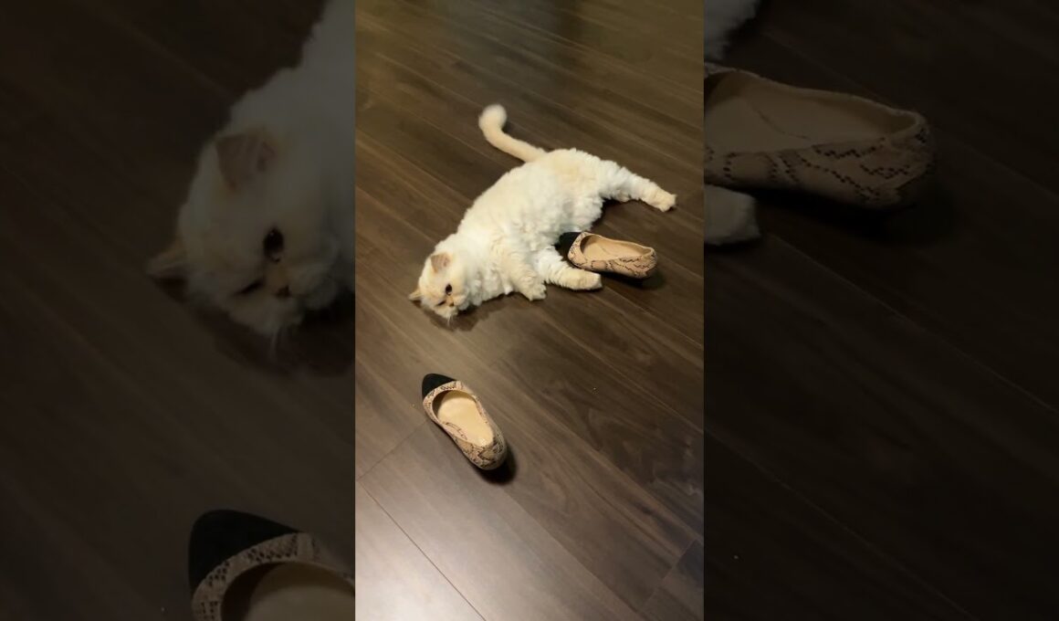 ♥チーノの日常【😽たまらなく好き、この靴…（なぜだろう…）】イギリスから渡航滞在中のスコティッシュ女の子2歳ハーミとホワイトヒマラヤン14歳のチーノ　#shorts　#cat　#pets　猫好き　癒し