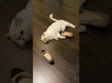 ♥チーノの日常【😽たまらなく好き、この靴…（なぜだろう…）】イギリスから渡航滞在中のスコティッシュ女の子2歳ハーミとホワイトヒマラヤン14歳のチーノ　#shorts　#cat　#pets　猫好き　癒し