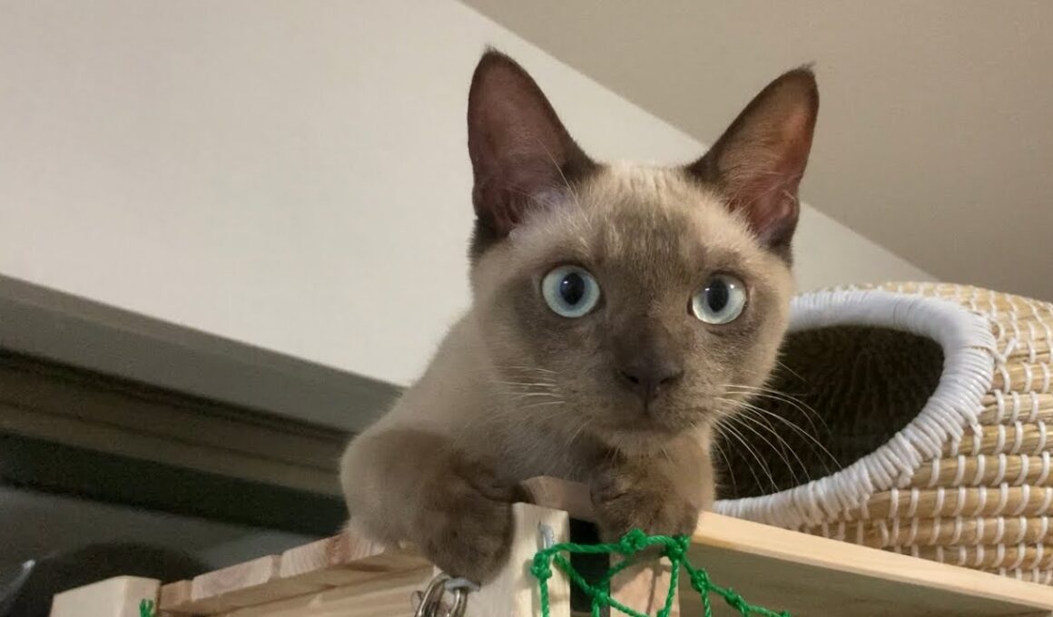 トンキニーズ【2022/09/01】