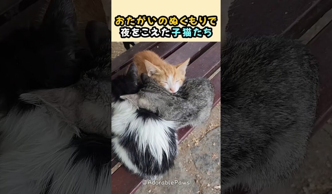 おたがいのぬくもりで夜をこえた子猫たち