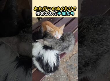 おたがいのぬくもりで夜をこえた子猫たち