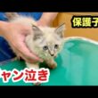 初めての動物病院でギャン泣きする保護子猫