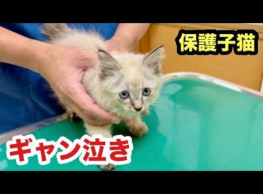 初めての動物病院でギャン泣きする保護子猫