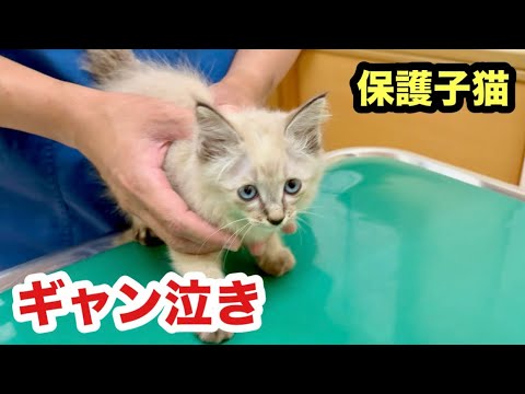 初めての動物病院でギャン泣きする保護子猫