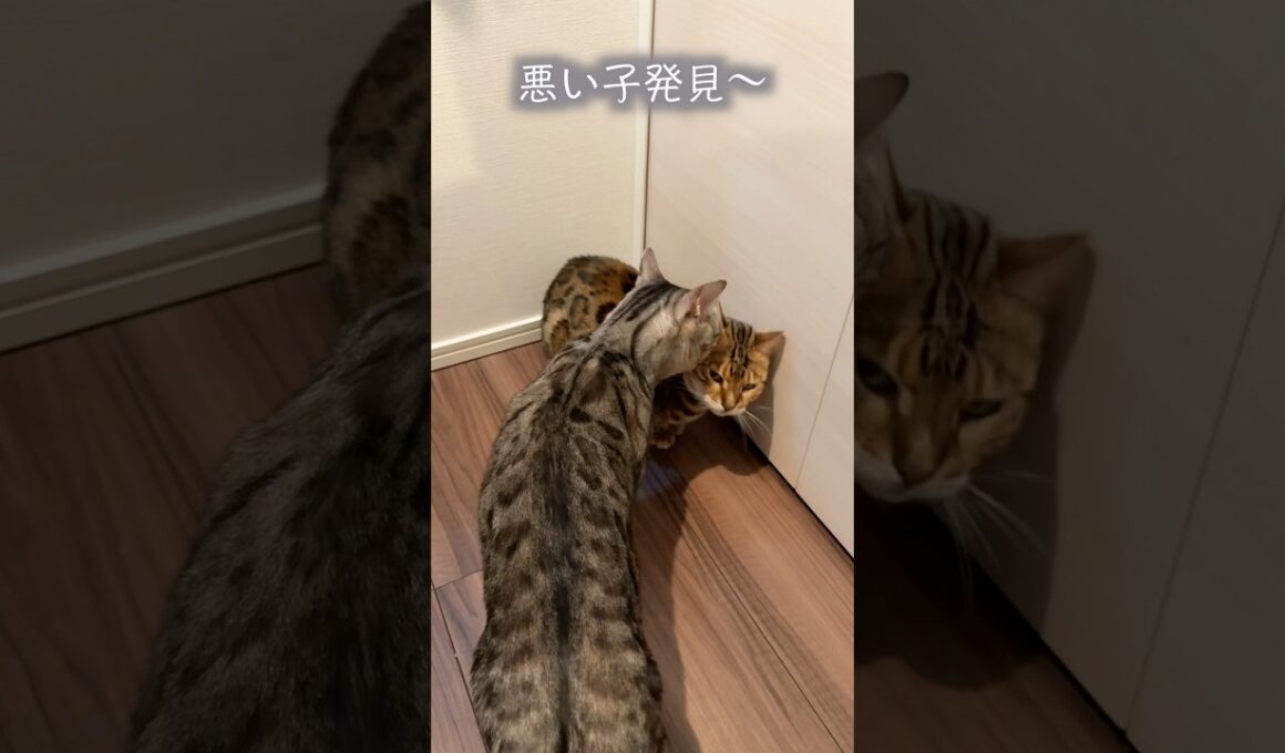 困っている相方を売る非情な猫　#ベンガル #ルトロゼ #cat