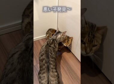困っている相方を売る非情な猫　#ベンガル #ルトロゼ #cat