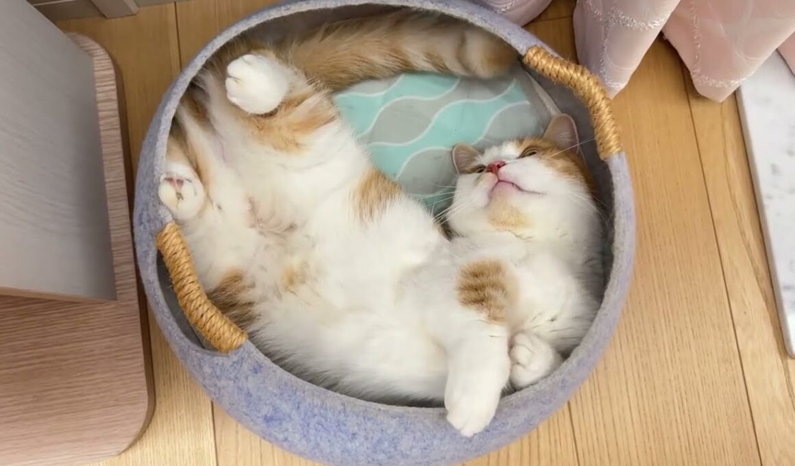 へそ天にゃんこがかわいすぎる【短足マンチカン】