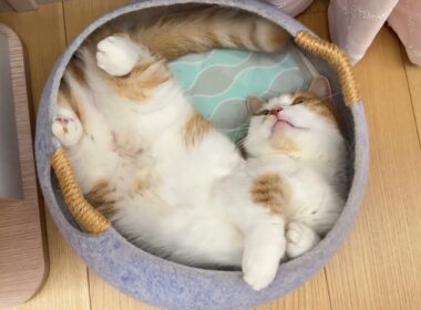 へそ天にゃんこがかわいすぎる【短足マンチカン】