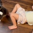 お風呂前に寝てしまった幼児を起こすのを協力する猫　ラガマフィン