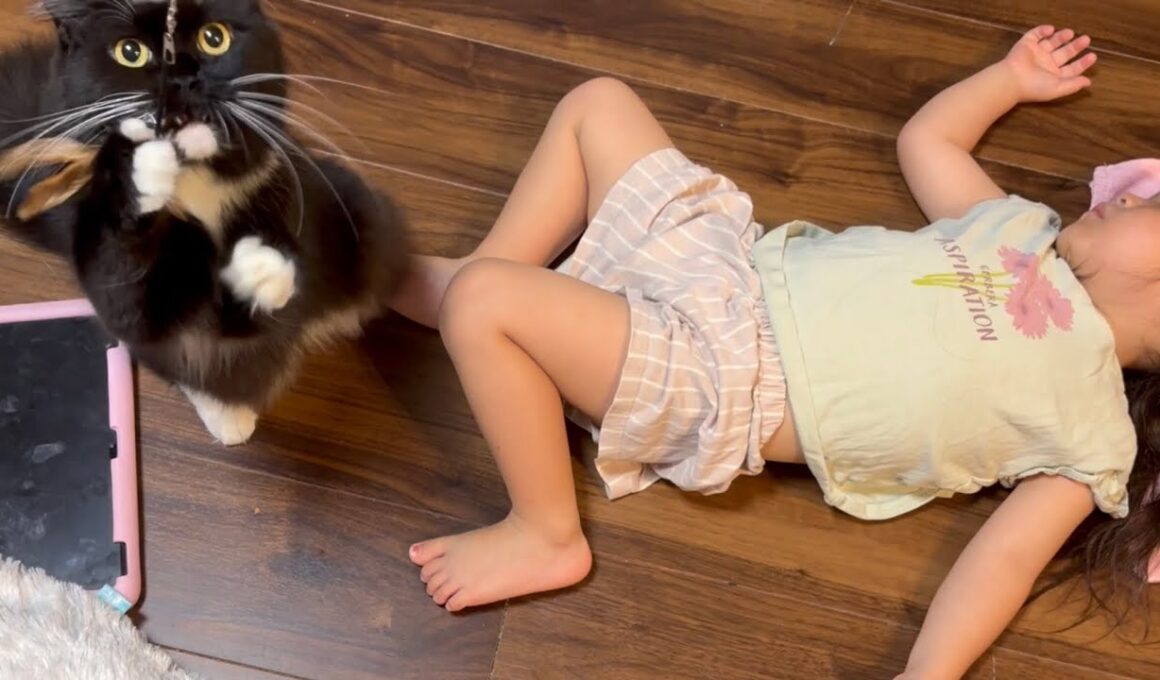 お風呂前に寝てしまった幼児を起こすのを協力する猫　ラガマフィン