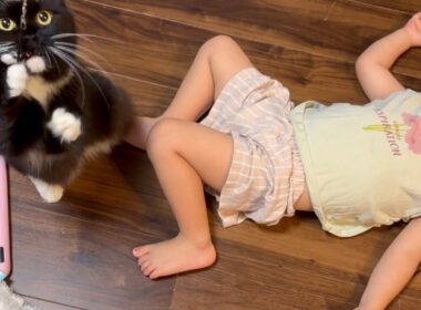 お風呂前に寝てしまった幼児を起こすのを協力する猫　ラガマフィン