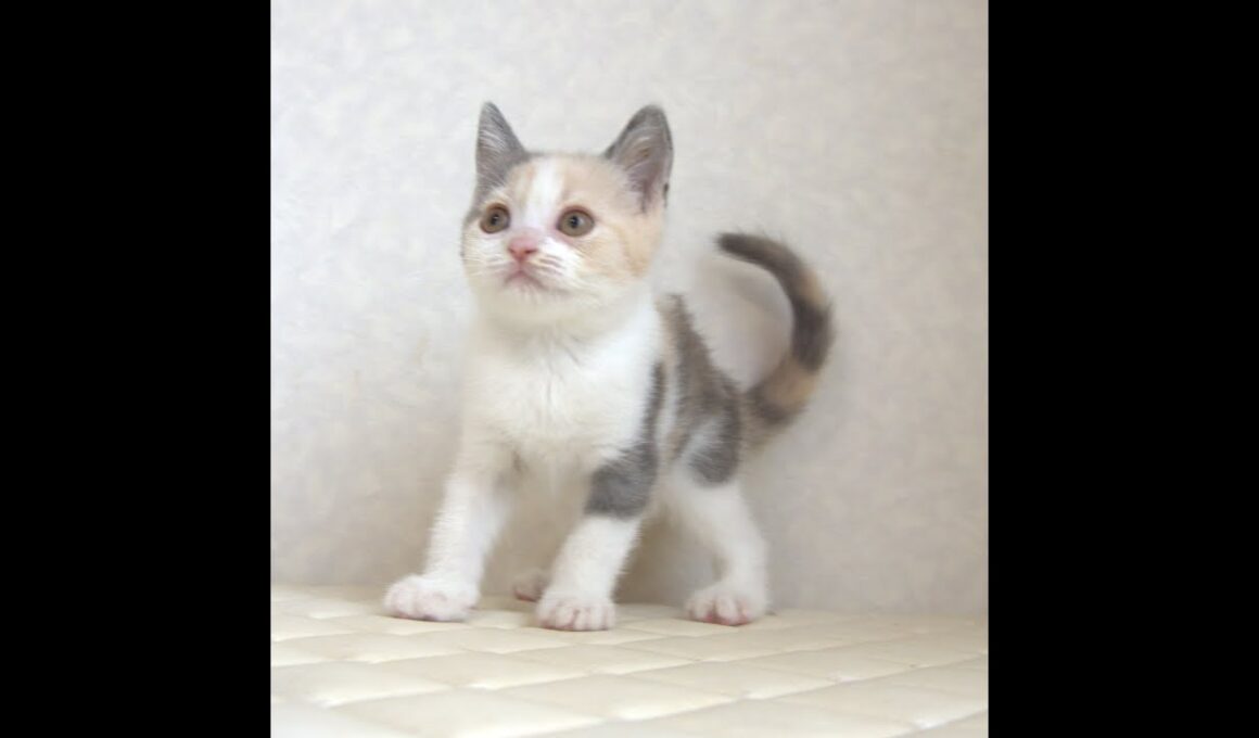 ブリティッシュショートヘアー子猫　British Shorthair　2025.8.９産まれ　　　ダイリュートキャリコ　パステル三毛　洋三毛猫　女の子　シーダキャット猫のお店