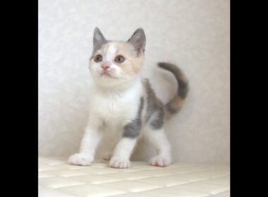 ブリティッシュショートヘアー子猫　British Shorthair　2025.8.９産まれ　　　ダイリュートキャリコ　パステル三毛　洋三毛猫　女の子　シーダキャット猫のお店