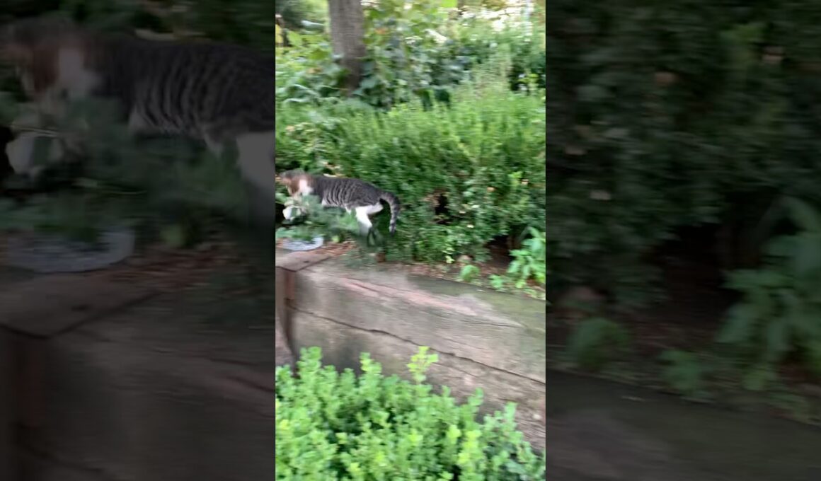 飛び跳ねてあそぶ子猫がかわいい。#猫 #cat #子ネコ #地域猫