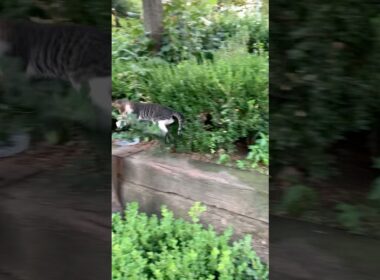 飛び跳ねてあそぶ子猫がかわいい。#猫 #cat #子ネコ #地域猫