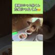 狸顔のシャム系くん。たぬシャムくんが食事に来たよ。 #ネコ　#地域猫