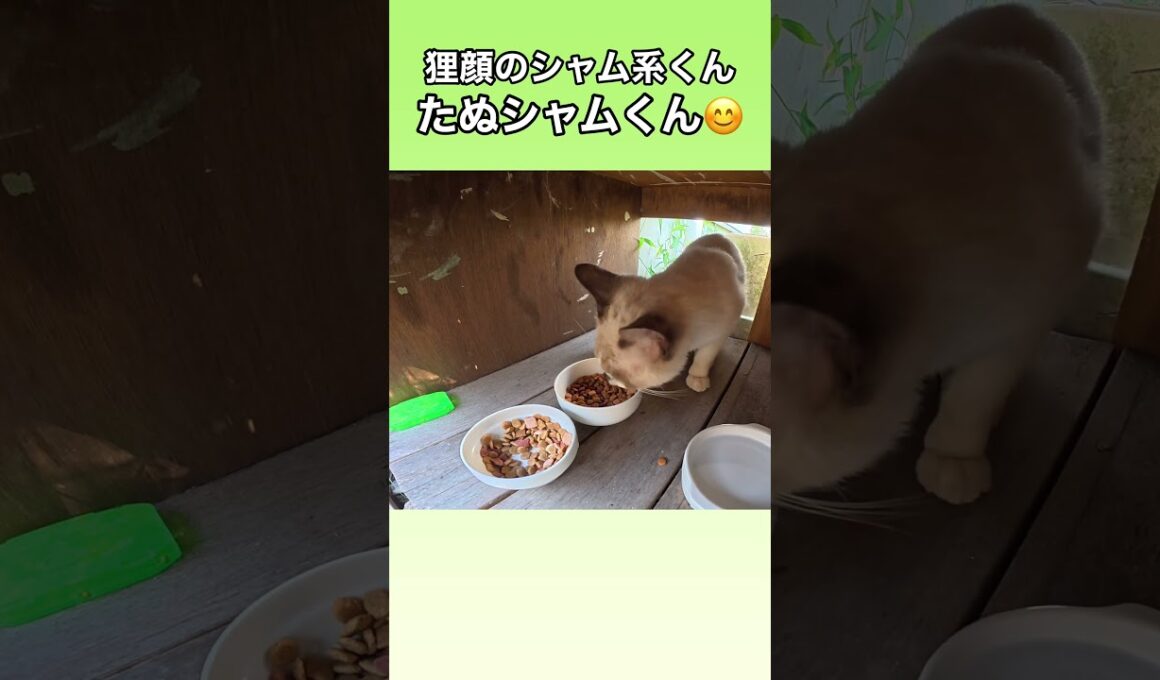 狸顔のシャム系くん。たぬシャムくんが食事に来たよ。 #ネコ　#地域猫