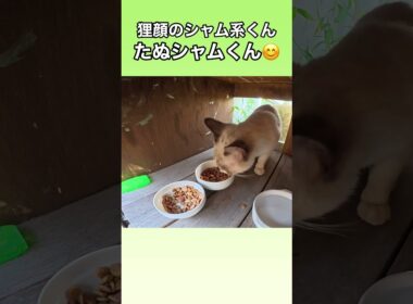 狸顔のシャム系くん。たぬシャムくんが食事に来たよ。 #ネコ　#地域猫