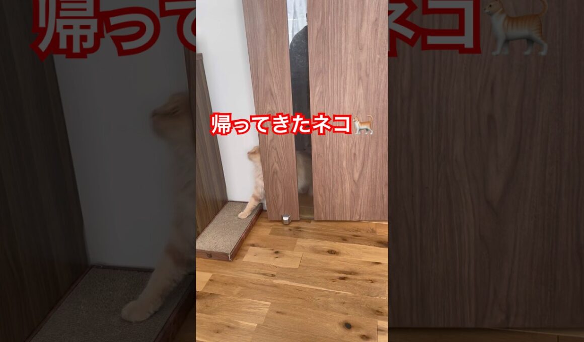 帰宅するネコ🐈 #スコティッシュフォールド #cat #好きな子猫 #ねこのいる生活 #子ネコ