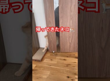 帰宅するネコ🐈 #スコティッシュフォールド #cat #好きな子猫 #ねこのいる生活 #子ネコ