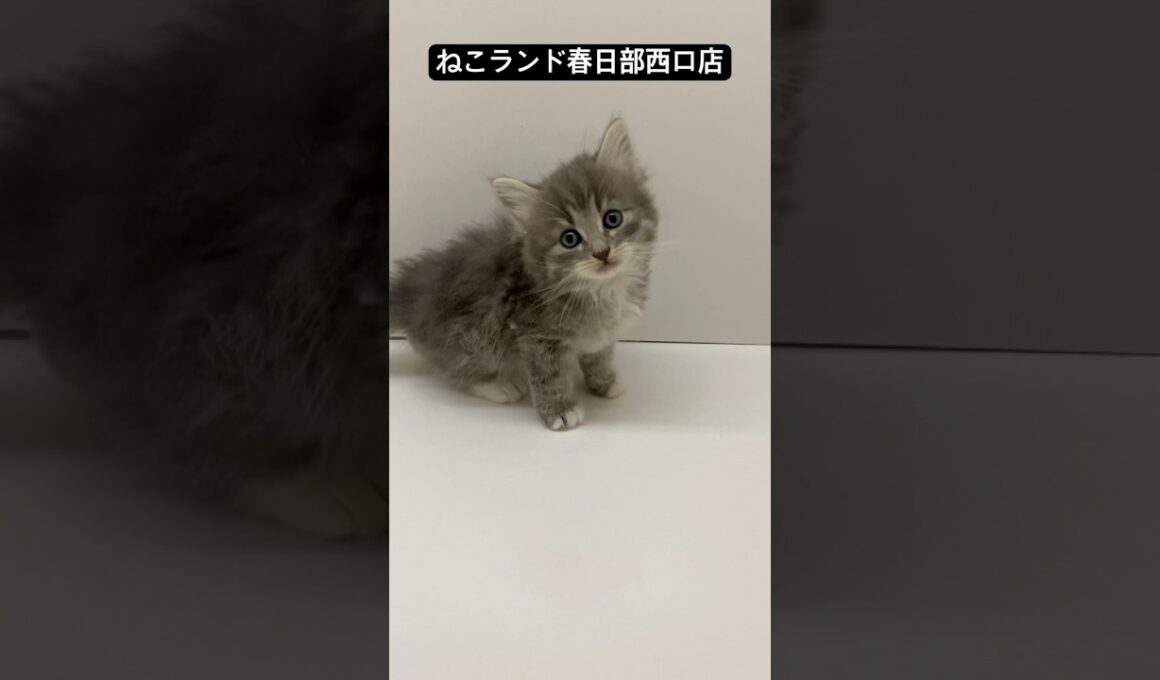 【子猫販売】#サイベリアン #猫アレルギー #ブリーダー #ねこランド #春日部