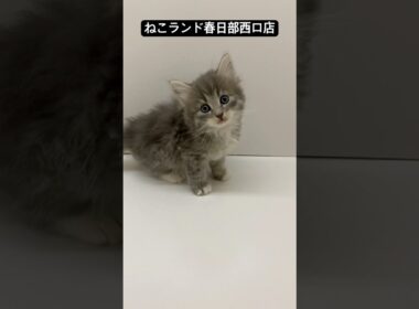 【子猫販売】#サイベリアン #猫アレルギー #ブリーダー #ねこランド #春日部