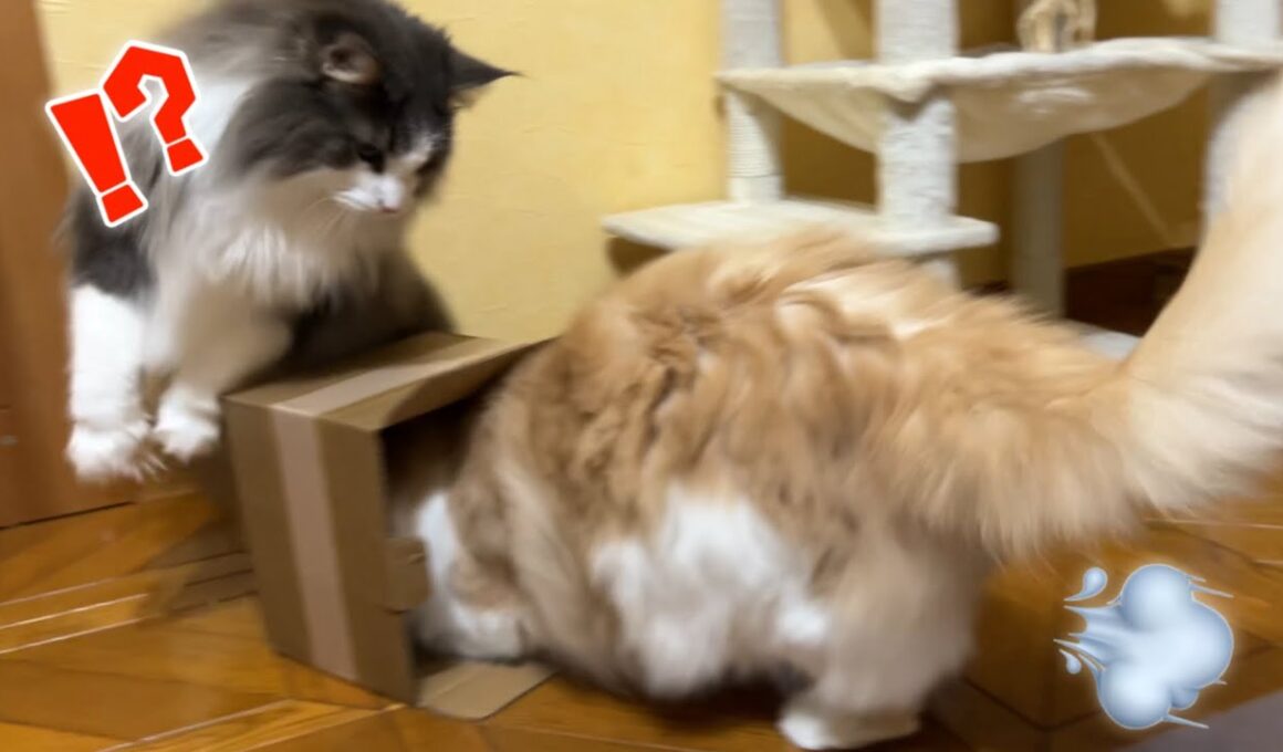 【元気】ミニ段ボールで遊ぶ、個性豊かなもふ猫たち♡ノルウェージャンフォレストキャットとターキッシュアンゴラ