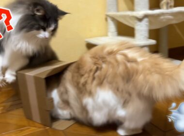 【元気】ミニ段ボールで遊ぶ、個性豊かなもふ猫たち♡ノルウェージャンフォレストキャットとターキッシュアンゴラ