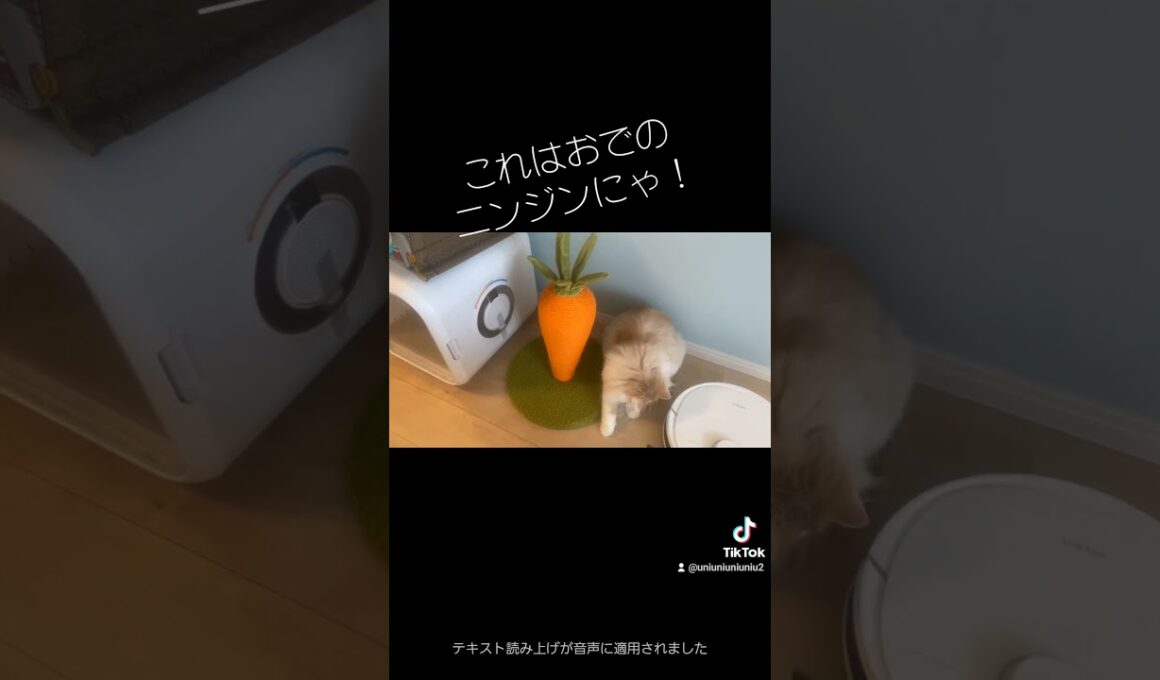 ニンジンはおでが守る！！ #cat #ラガマフィン #猫のいる暮らし