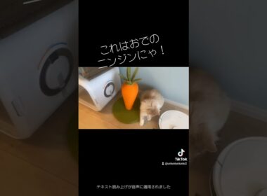 ニンジンはおでが守る！！ #cat #ラガマフィン #猫のいる暮らし