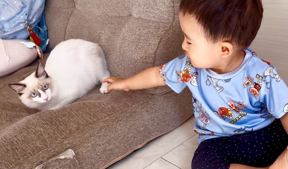 【LIVE】ご機嫌な子猫と赤ちゃん2人が可愛すぎる💕