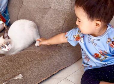 【LIVE】ご機嫌な子猫と赤ちゃん2人が可愛すぎる💕