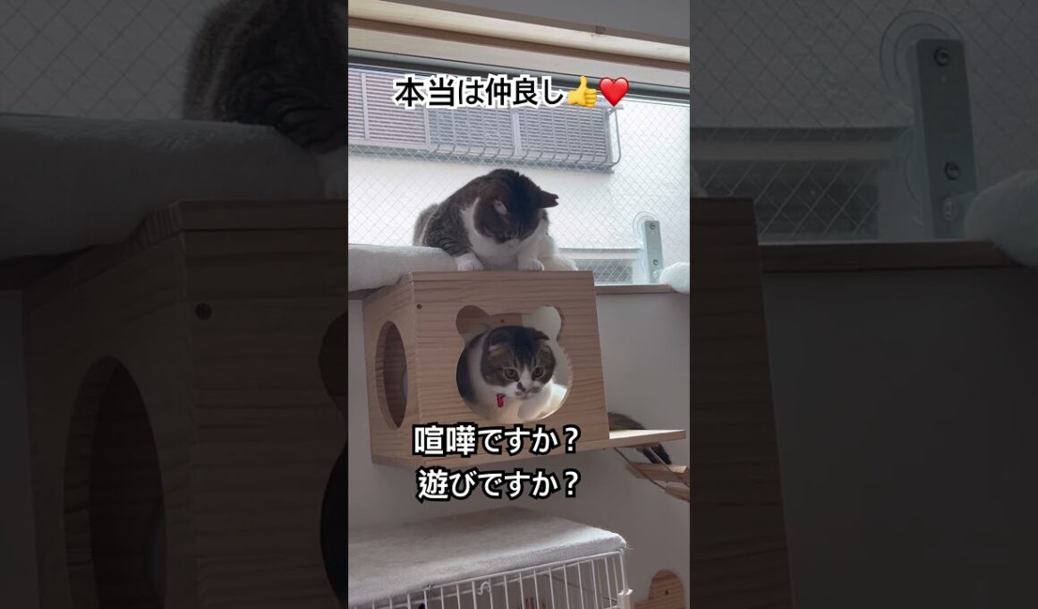 本当は仲良しな猫＃shorts#保護猫 #スコティッシュフォールド折れ耳 #猫のいる暮らし