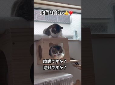 本当は仲良しな猫＃shorts#保護猫 #スコティッシュフォールド折れ耳 #猫のいる暮らし