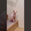 突然走り出す猫アレクサンドラ【スフィンクス】