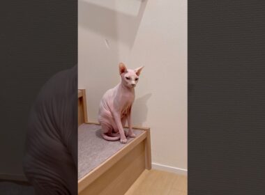 突然走り出す猫アレクサンドラ【スフィンクス】