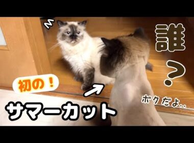 長毛猫ヒマラヤンのげんたくん初のサマーカット🦁✂️うずちゃんまさかの反応にげんたくんが...