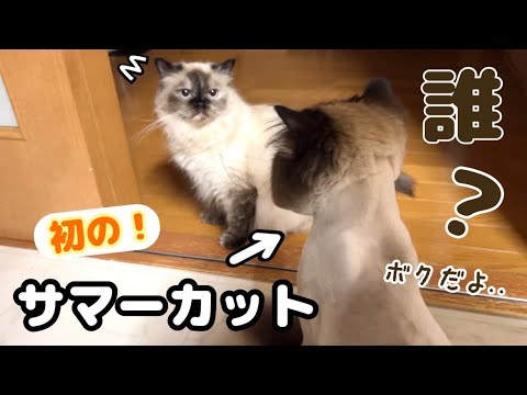 長毛猫ヒマラヤンのげんたくん初のサマーカット🦁✂️うずちゃんまさかの反応にげんたくんが...