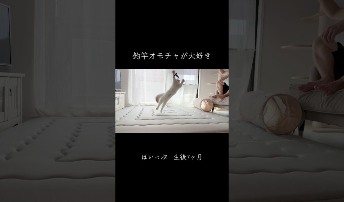 釣竿オモチャで力いっぱい遊ぶラグドールの子猫🐾