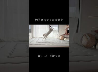 釣竿オモチャで力いっぱい遊ぶラグドールの子猫🐾