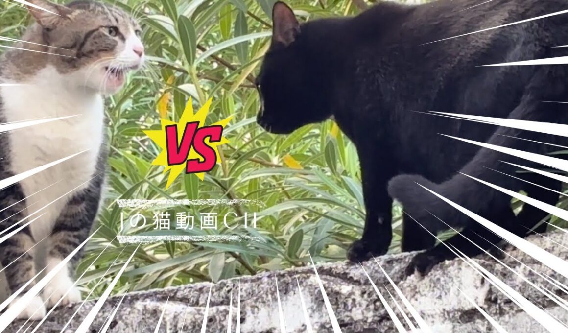 野良猫の口喧嘩が楽しすぎる｜猫と草原でお散歩｜野良猫と保護猫が仲良し　Stray cats often talk during arguments.