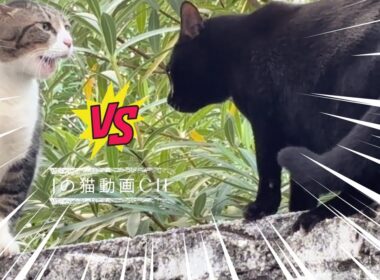 野良猫の口喧嘩が楽しすぎる｜猫と草原でお散歩｜野良猫と保護猫が仲良し　Stray cats often talk during arguments.