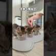 子猫のやんのかは誰に教わるのか？！チビたちが頑張ってやんのか練習する姿がかわいすぎる【保護猫生活】