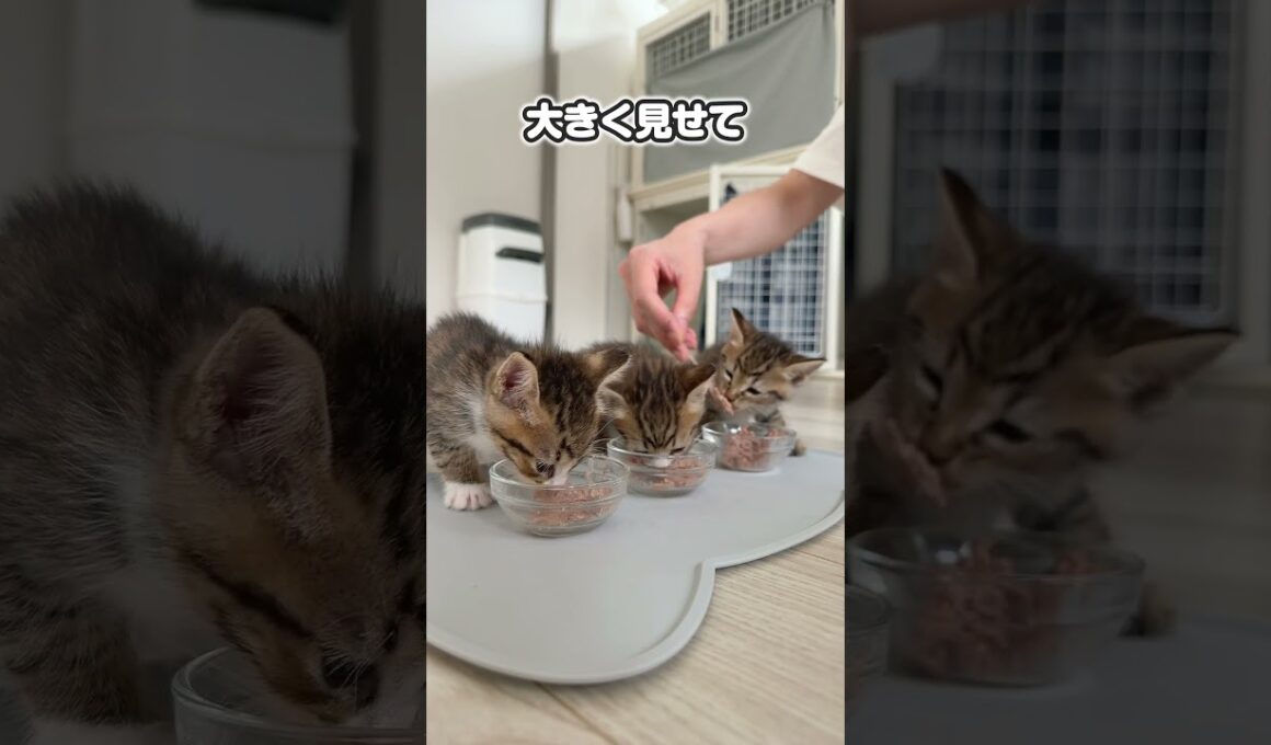 子猫のやんのかは誰に教わるのか？！チビたちが頑張ってやんのか練習する姿がかわいすぎる【保護猫生活】