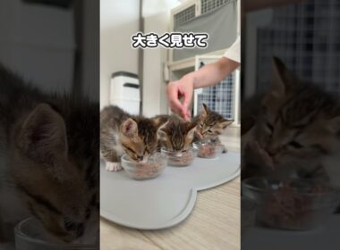 子猫のやんのかは誰に教わるのか？！チビたちが頑張ってやんのか練習する姿がかわいすぎる【保護猫生活】