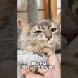 【猫動画】猫飼いは噛まれてもだいたい喜ぶ　#cat  #cats #shorts #猫 #ねこ