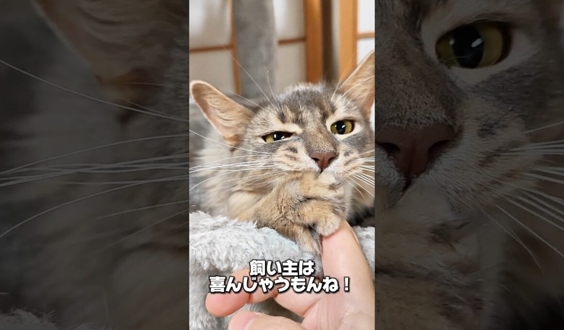 【猫動画】猫飼いは噛まれてもだいたい喜ぶ　#cat  #cats #shorts #猫 #ねこ